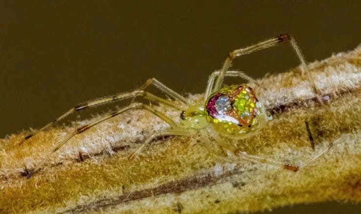 Conservation Efforts for the Bog Sun-jumper Spider