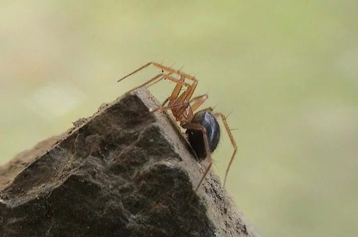 Contributing to Soil Health and Nutrient Cycling