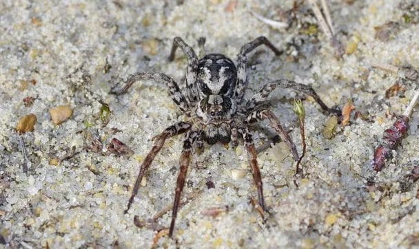 Diet and Hunting Techniques of the Bog Sun-jumper