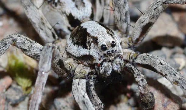 Habitat of the Bog Sun-jumper Spider