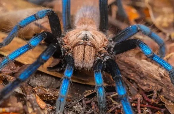 The Intricate Web of Life: The Bog Sun-jumper’s Role in the Ecosystem